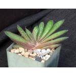 Gasteria rawlinsonii x liliputana (RD841) 4-inch pots
