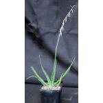 Gasteria thunbergii 5-inch pots