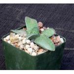 Gasteria vlokii 4-inch pots
