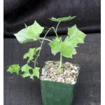Gerrardanthus macrorrhizus 4-inch pots
