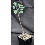 Ginko biloba 5-inch pots