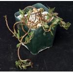 Grahamia coahuilensis 4-inch pots