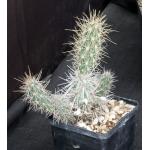 Grusonia grahamii 5-inch pots