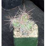 Grusonia invicta 4-inch pots