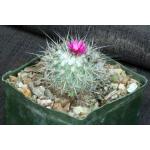Gymnocactus viereckii 5-inch pots