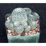 Gymnocalycium bruchii 4-inch pots