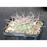 Gymnocalycium cardenasianum 5-inch pots