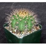 Gymnocalycium chacoense 4-inch pots