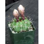 Gymnocalycium chiquitanum 4-inch pots
