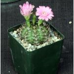 Gymnocalycium damsii (robores) 4-inch pots