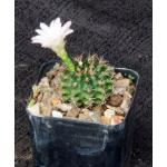 Gymnocalycium damsii (robores) 2-inch pots