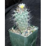 Gymnocactus gielsdorfianus 4-inch pots