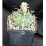 Gymnocalycium griseopallidum 5-inch pots