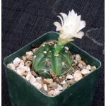 Gymnocalycium horstii 4-inch pots
