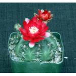 Gymnocalycium marianae 4-inch pots