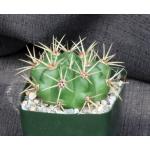 Gymnocalycium multiflorum 4-inch pots