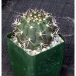 Gymnocalycium pflanzii var. albipulpi 4-inch pots