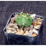 Gymnocalycium pflanzii var. marquezii 2-inch pots