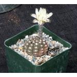 Gymnocalycium ragonesei 4-inch pots
