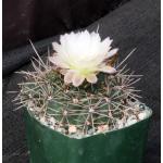 Gymnocalycium reductum var. leucodictyon 4-inch pots