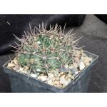 Gymnocalycium reductum var. leucodictyon 5-inch pots