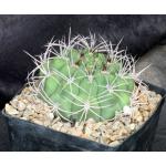 Gymnocalycium salglionis one-gallon pots