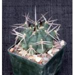 Gymnocalycium schickendantzii 3-inch pots
