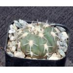 Gymnocalycium spegazzinii 2-inch pots