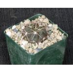 Gymnocalycium spegazzinii 4-inch pots