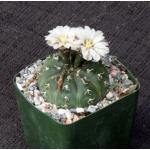 Gymnocalycium triacanthum 4-inch pots