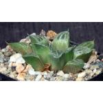 Haworthia cv Wicked 2-inch pots