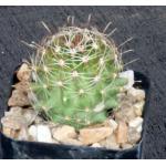 Hamatocactus setispinus 2-inch pots