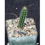 Harrisia tetracantha (C327) 4-inch pots