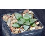 Haworthia emelyae var. comptoniana (GM 266) 4-inch pots