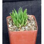 Haworthia angustifolia var. angustifolia (IB 5772)4-inch pots