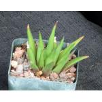 Haworthia angustifolia hybrid 4-inch pots