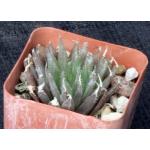 Haworthia aristata (MBB 7011) 3-inch pots