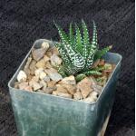 Haworthia attenuata forma caespitosa 3-inch pots