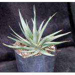 Haworthia attenuata var. radula (variegate) one-gallon pots