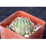 Haworthia cooperi var. gordoniana (FSA 192) 4-inch pots