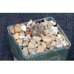 Haworthia cooperi var. pilifera (IB 08618) 3-inch pots