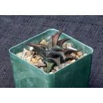 Haworthia coriacea (IB 6414) 4-inch pots
