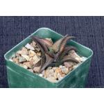 Haworthia coriacea (IB 6414) 4-inch pots