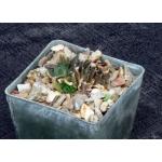 Haworthia cv Black Widow x arachnoidea 3-inch pots