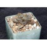 Haworthia cv Carl Gary 4-inch pots