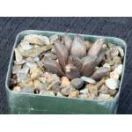 Haworthia cv Esperanza 4-inch pots