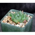 Haworthia cv Ollasonii 4-inch pots