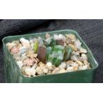 Haworthia cv Tin Man 4-inch pots