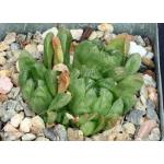 Haworthia cymbiformis var. obtusa (MBB 6850) 4-inch pots
