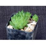 Haworthia cymbiformis var. umbraticola (IB7023) 2-inch pots